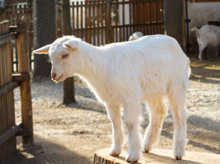 Domestic goat, its scientific name is Capra hircusの写真素材