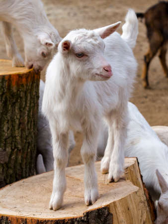 Domestic goat, its scientific name is Capra hircusの写真素材