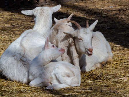 Domestic goat, its scientific name is Capra hircusの写真素材