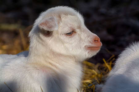 Domestic goat, its scientific name is Capra hircusの写真素材