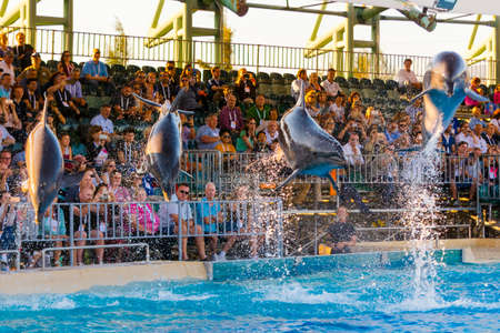 ATHENS, GREECE - SEPTEMBER 20. 2018: Dolphin show at the Zoo Athensのeditorial素材