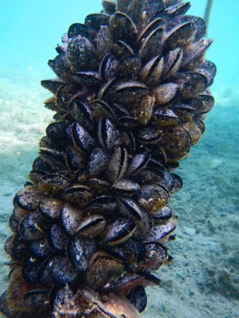 Group of blue mussels in the Adriatic sea was taken underwater