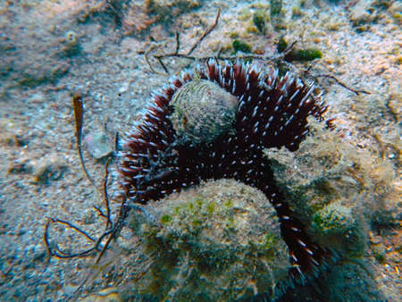 Purple sea urchin, its scientific name is Sphaerechinus granularisの写真素材