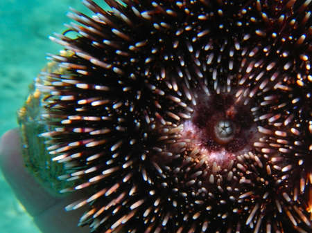 Purple sea urchin, its scientific name is Sphaerechinus granularisの写真素材
