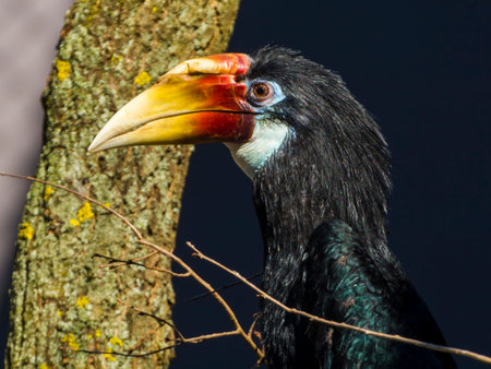 Papuan hornbil, its scientific name is Rhyticeros plicatus