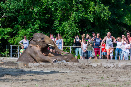 SZEGED, HUNGARY - MAY 27. 2018 - Asian elephants are playing in the pool in front of visitors in the Szeged Zooのeditorial素材