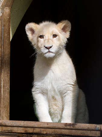 Young white South African lion, its scientific name is Panthera leo krugeriの写真素材