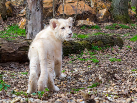 Young white South African lion, its scientific name is Panthera leo krugeriの写真素材