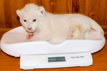 White South African lion baby, its scientific name is Panthera leo krugeriの写真素材
