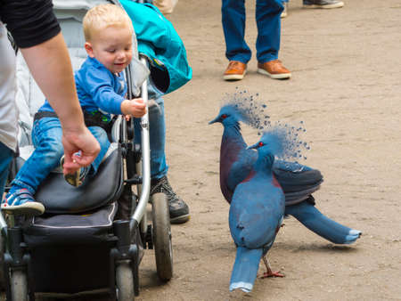 EMMEN, THE NETHERLANDS - SEPTEMBER 20, 2017: A boy and crowned pigeons in the Wildlands, the zoo of Emmenのeditorial素材