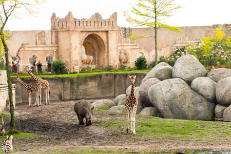 EMMEN, THE NETHERLANDS - SEPTEMBER 20, 2017: Giraffe and Rhino Enclosure in the Wildlands, the Zoo of Emmenのeditorial素材