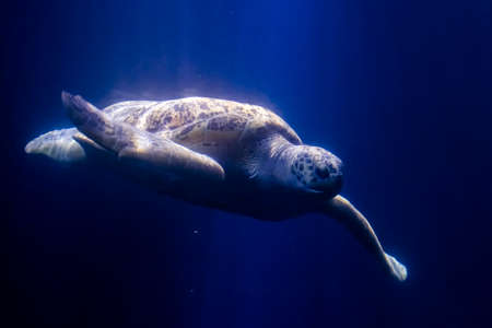 Green sea turtle, its scientific name is Chelonia mydasの写真素材