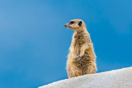 Meerkat, its scientific name is Suricata suricattaの写真素材