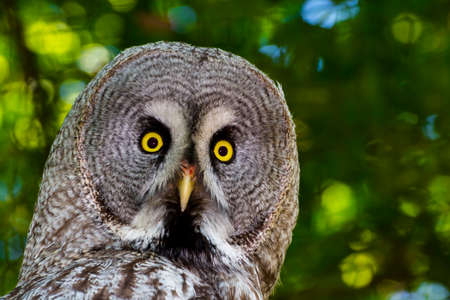 Great gray owl, its scientific name is Strix nebulosaの写真素材