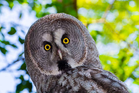 Great gray owl, its scientific name is Strix nebulosaの写真素材