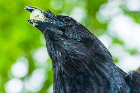 Black raven, its scientific name is Corvus coraxの写真素材