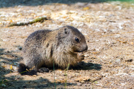 Alpine marmot baby, its scientific name is Marmota marmotaの写真素材