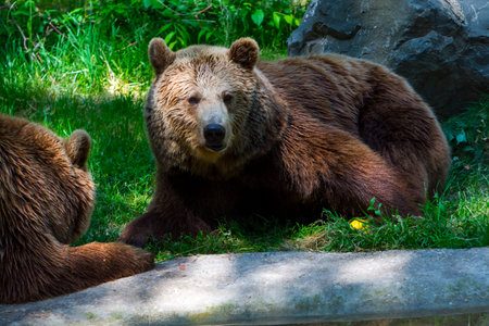 European brown bear, its scientific name is Ursus arctos