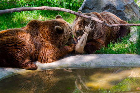 European brown bear, its scientific name is Ursus arctosの写真素材
