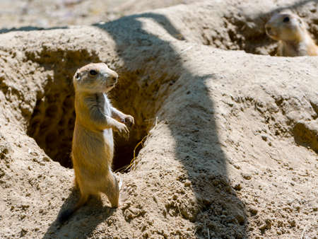 Black-tailed prairie dog, its scientific name is Cynomys ludovicianusの写真素材