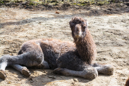 Bactrian camel foal, its scientific name is Camelus bactrianusの写真素材