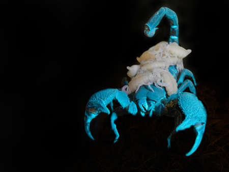 Emperor scorpion, its scientific name is Pandinus imperator under UV lampの写真素材