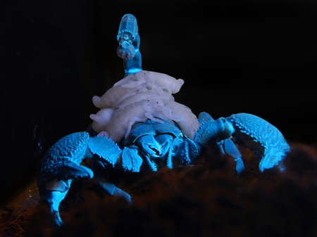 Emperor scorpion, its scientific name is Pandinus imperator under UV lampの写真素材