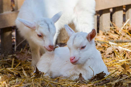 Domestic goat kid, its scientific name is Capra hircusの写真素材
