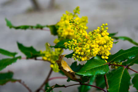 Flowers of common holly, its scientific name is Ilex aquifoliumの写真素材