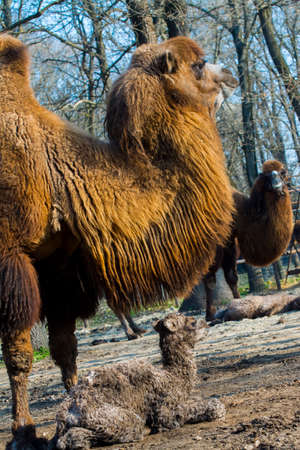 Bactrian camel foal, its scientific name is Camelus bactrianusの写真素材