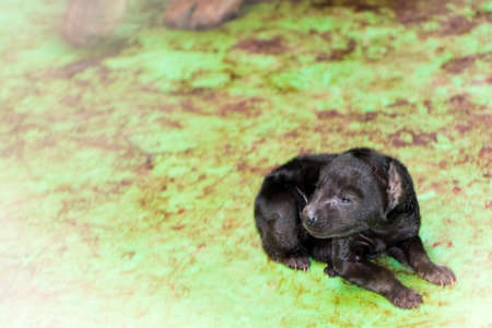 Newborn spotted hyena baby in a zoo houseの写真素材