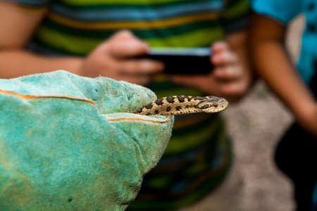 Public examination of Hungarian meadow viper, its scientific name is Vipera ursinii rakosiensisの写真素材