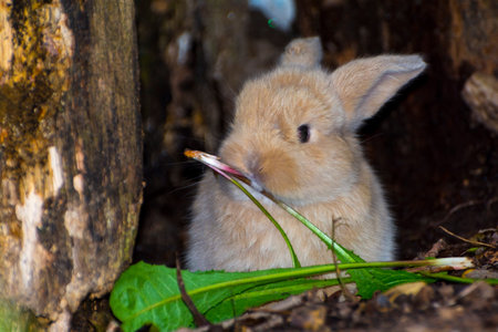 Lop rabbit or lop-eared rabbit baby, its scientific name is Oryctolagus cuniculusの写真素材