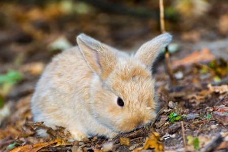 Lop rabbit or lop-eared rabbit baby, its scientific name is Oryctolagus cuniculusの写真素材