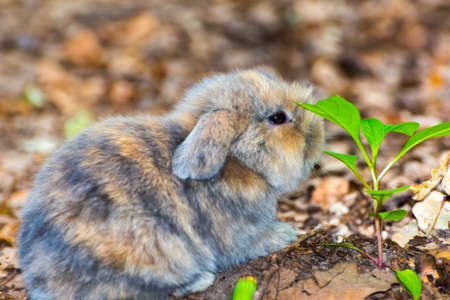 Lop rabbit or lop-eared rabbit baby, its scientific name is Oryctolagus cuniculusの写真素材