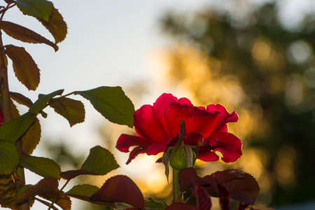 Flower of rose in a summer gardenの写真素材