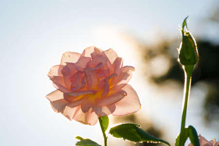 Flower of rose in a summer gardenの写真素材