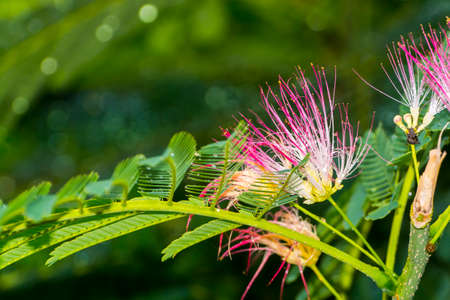 Persian silk tree, its scientific name is Albizia julibrissinの写真素材