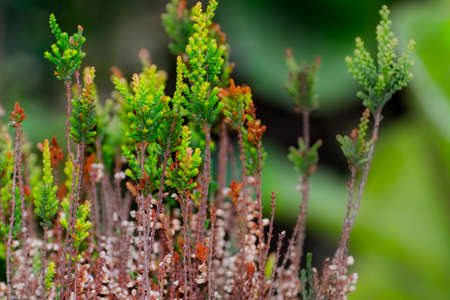 Common heather, its scientific name is Calluna vulgarisの写真素材