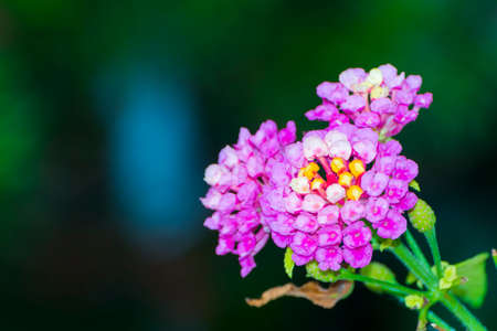 Yellow and pink flowers of Verbena in Summerの写真素材