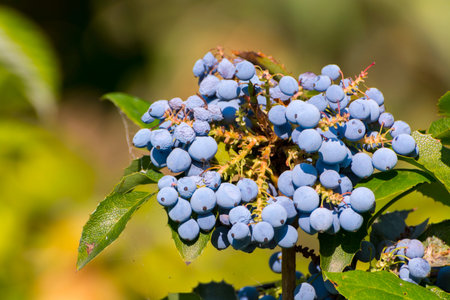Holly-leaved berberry, its scientific name is Mahonia aquifolium
