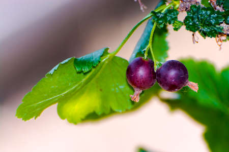 Blackcurrant, its scientific name is Ribes nigrumの写真素材