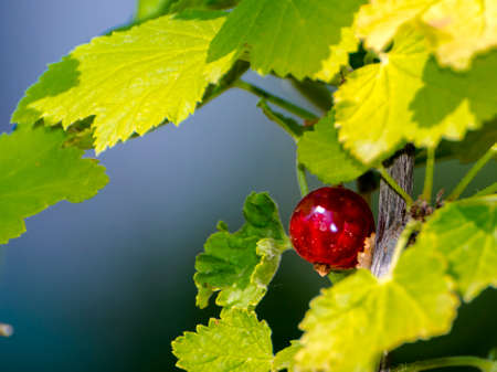 Fruit of red currant, its scientific name is Ribes rubrumの写真素材