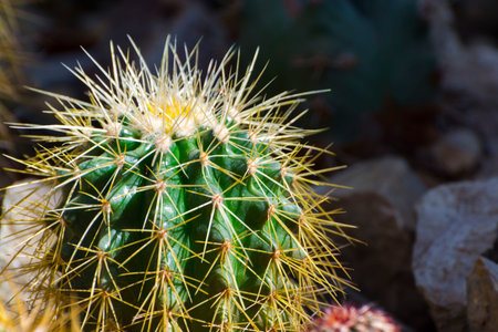 Giant barrel cactus, its scientific name is Echinocactus platyacanthus f. grandis