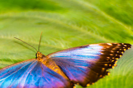 Peleides blue morpho, its scientific name is Morpho peleidesの写真素材