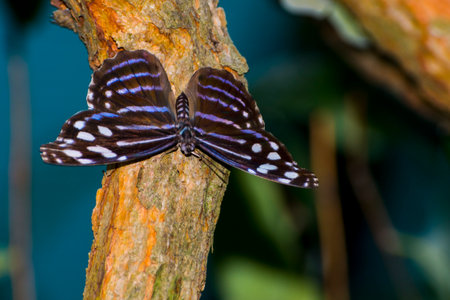 Mexican bluewing, its scientific name is Myscelia ethusaの写真素材