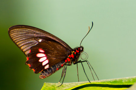 Variable cattleheart, its scientific name is Parides erithalion