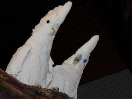 White Solomons cockatoo parrot with dark backgroundの写真素材