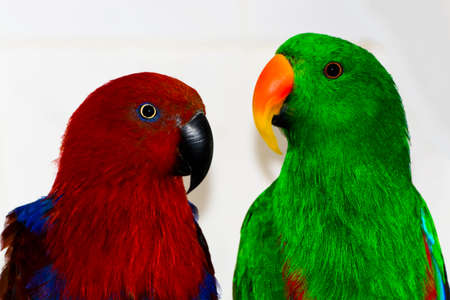 Green male and red female eclectus parrotsの写真素材