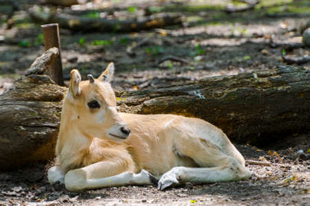 3 weeks old addax antelope calf in an enclosureの写真素材